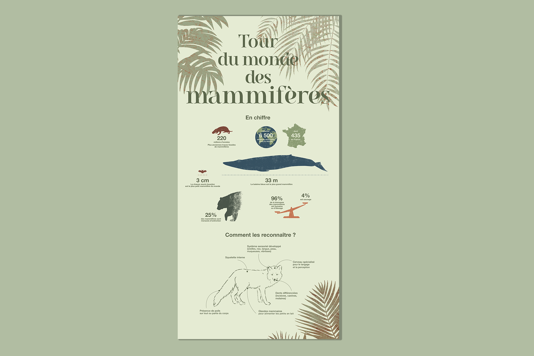 Le tour du Monde des mammifères