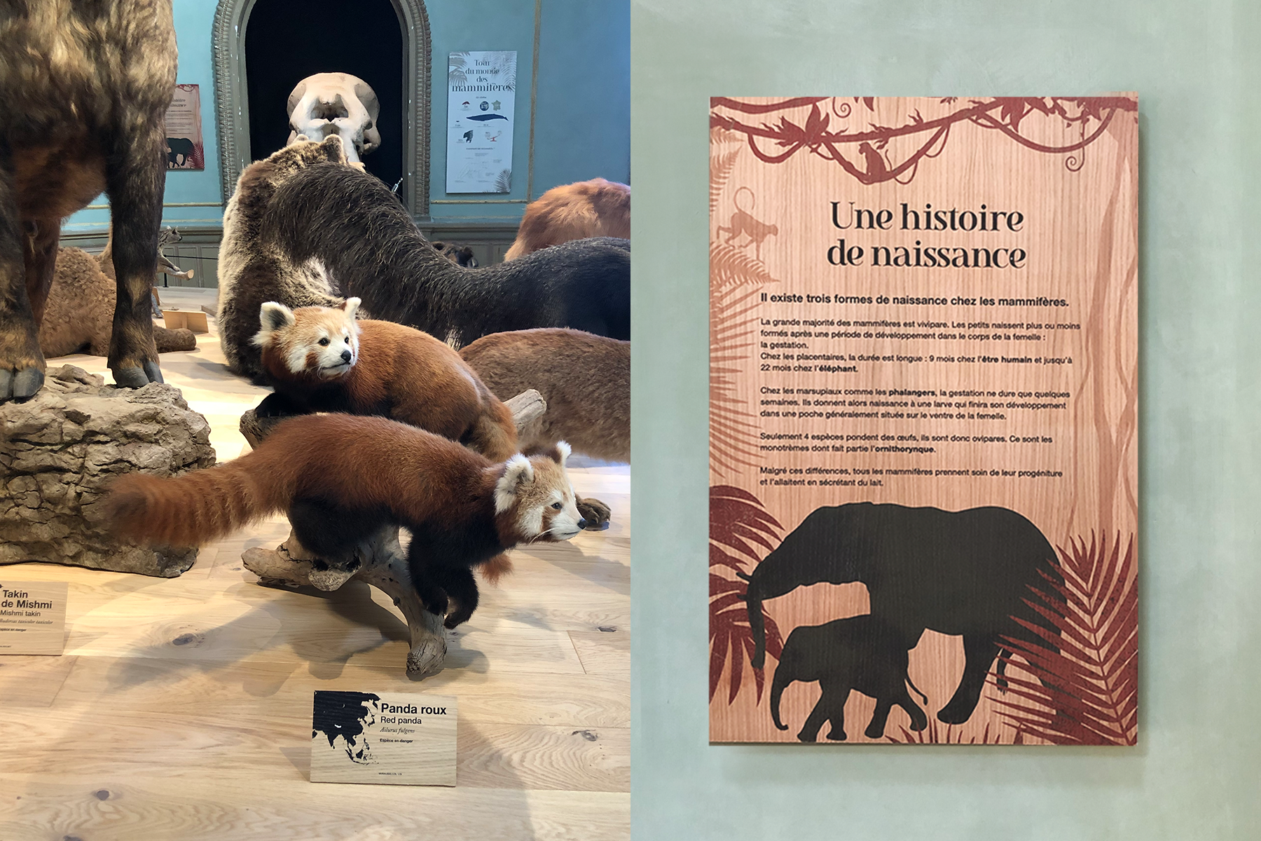 Le tour du Monde des mammifères