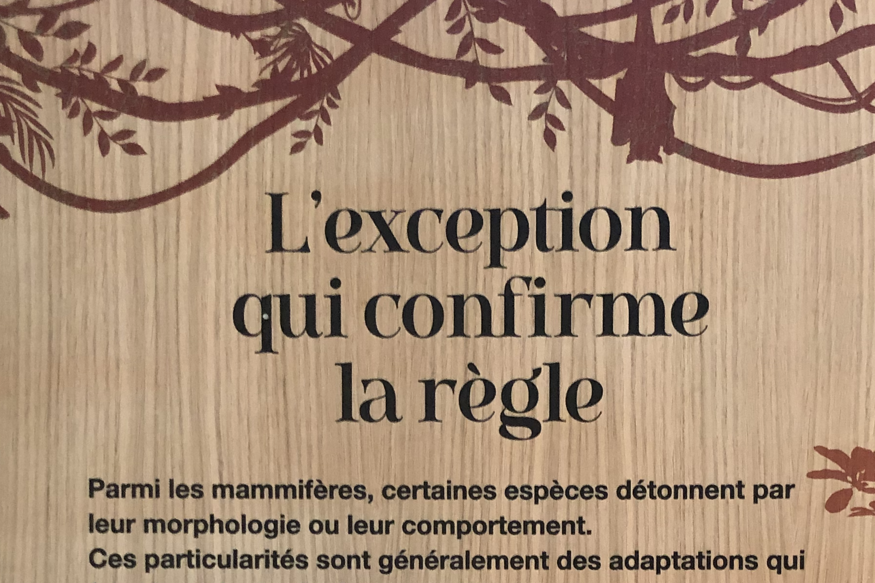 Le tour du Monde des mammifères