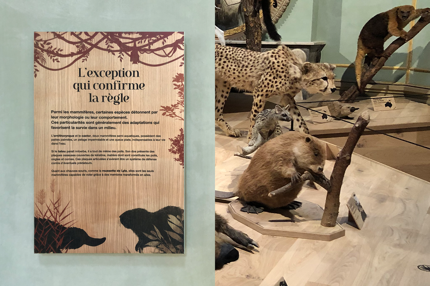 Le tour du Monde des mammifères