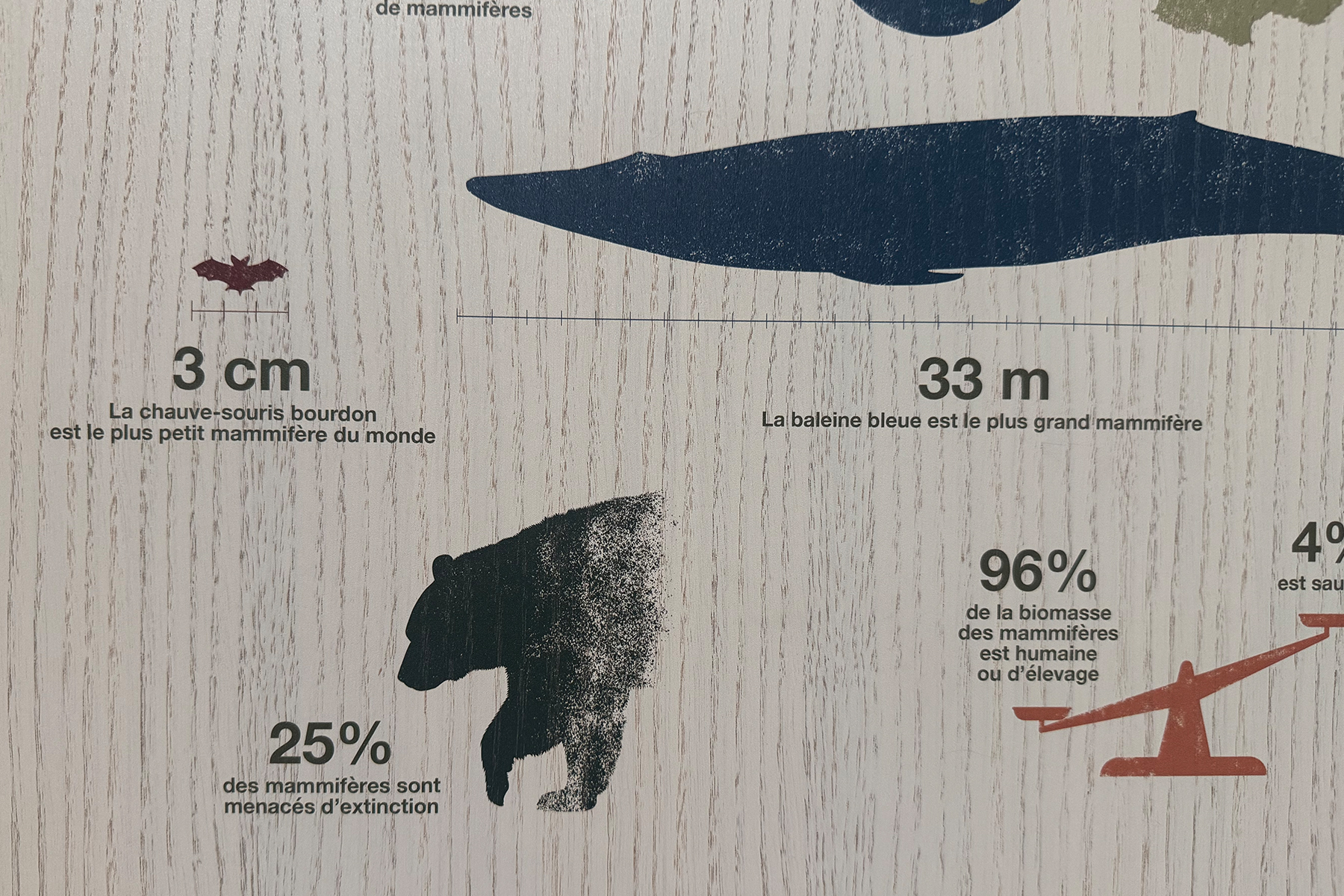 Le tour du Monde des mammifères
