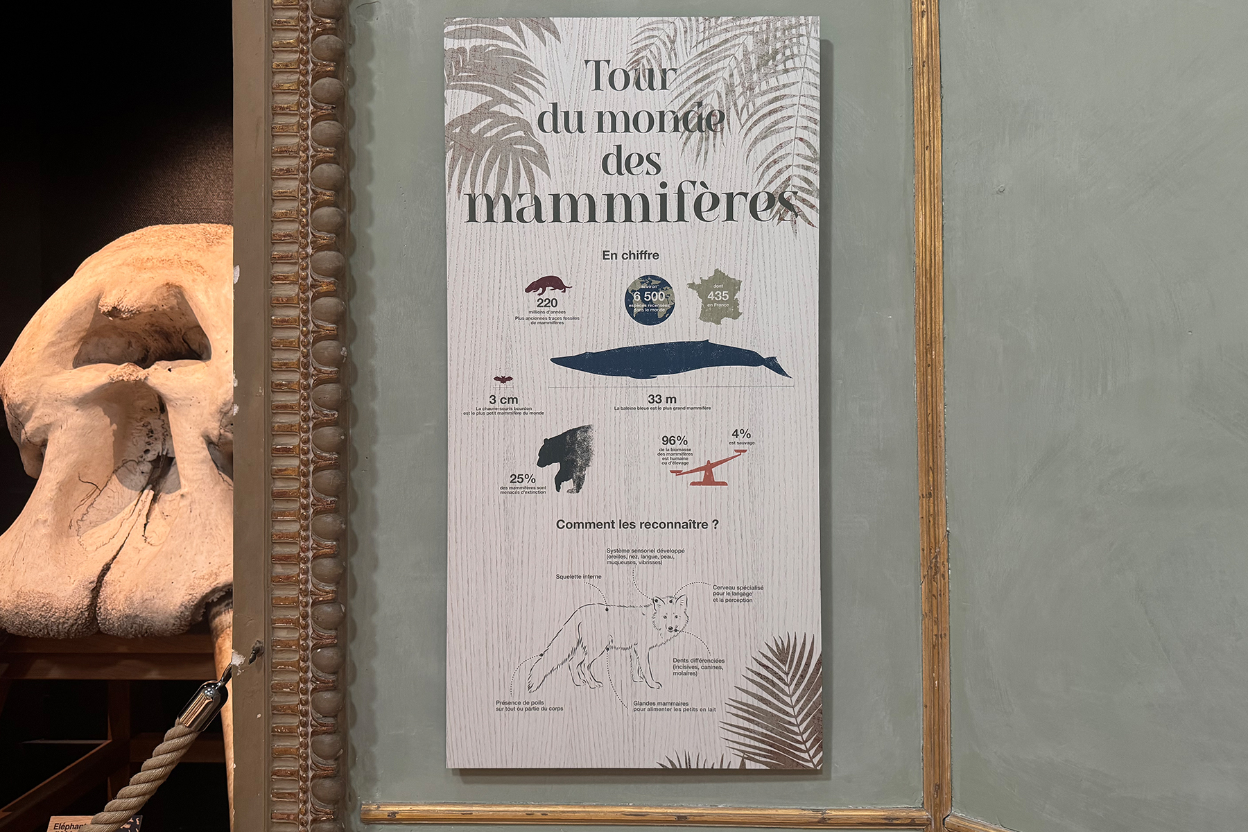Le tour du Monde des mammifères