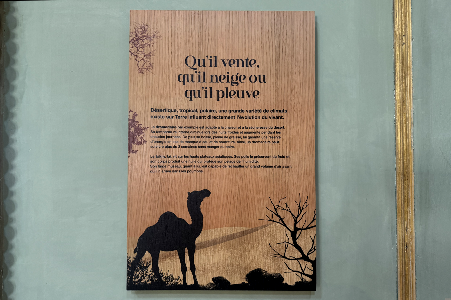 Le tour du Monde des mammifères