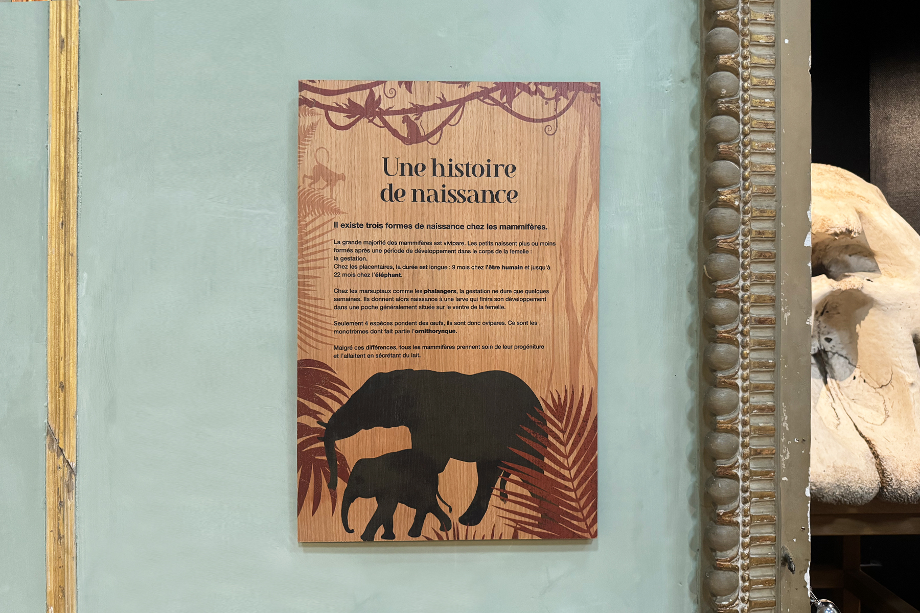 Le tour du Monde des mammifères